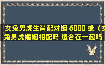 女兔男虎生肖配对姻 🐝 缘（女兔男虎婚姻相配吗 适合在一起吗）